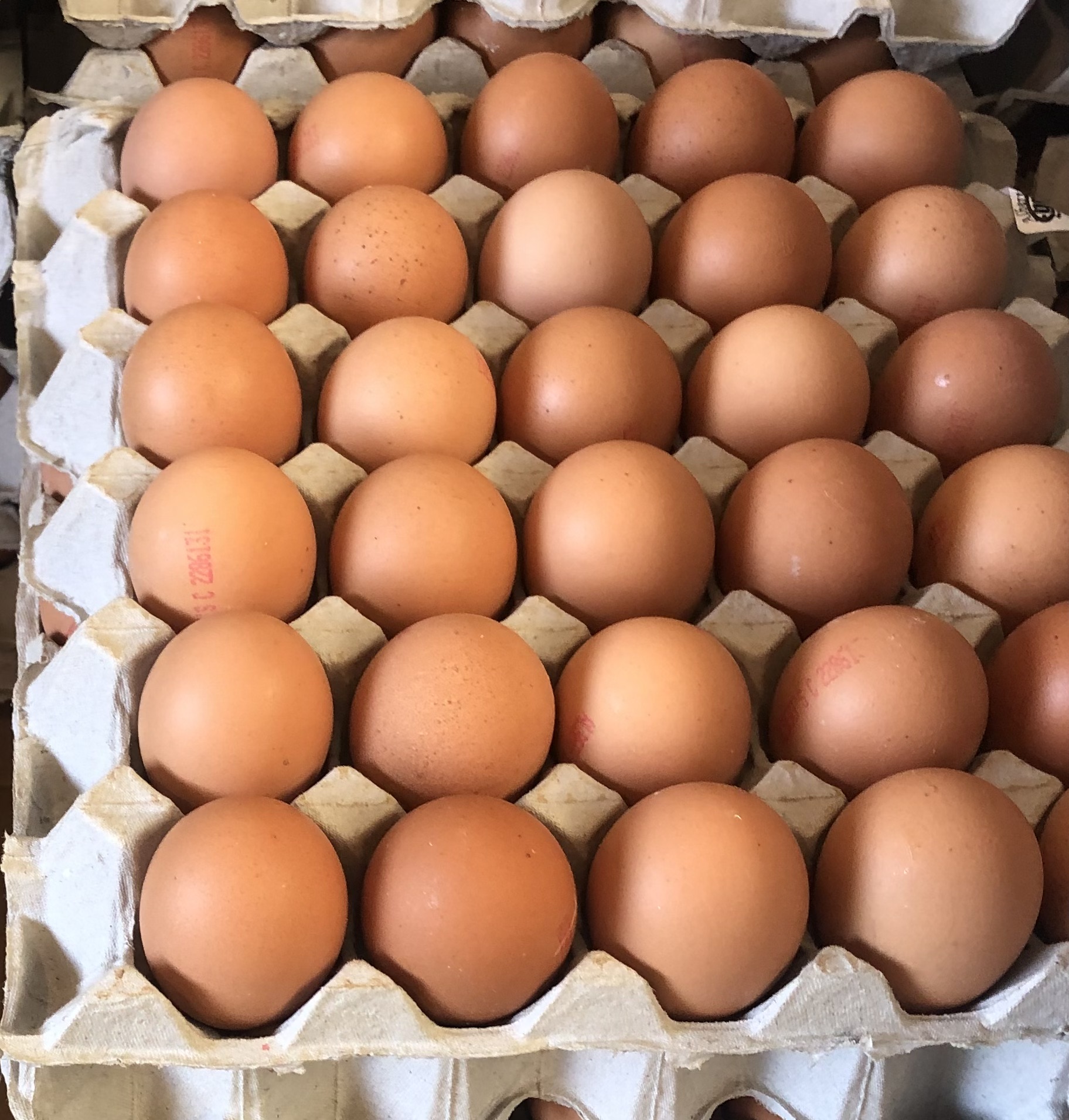 SiZE 7 eggs