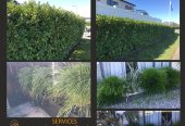 Hedge Landscaping & Lawn Mowing Service in South Auckland wide & Franklin