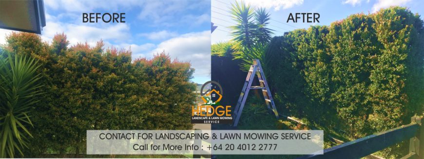 Hedge Landscaping & Lawn Mowing Service in South Auckland wide & Franklin