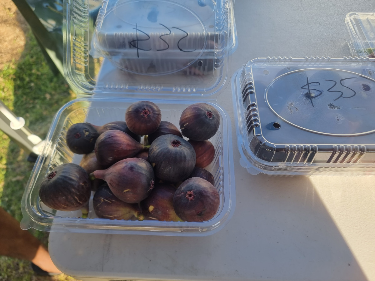 Figs