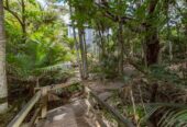 Fully Refurbished, 6-8 Sylvan Glade, Piha, Auckland