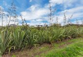 20 Karoro Road, Flat Bush, Auckland