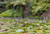 Own the Award-Winning Wrights Water gardens, 128 Mauku Road, Patumahoe, Auckland