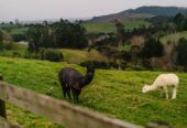 Elevated Lifestyle with Breathtaking Views, 155 Pratts Road, Ramarama, Auckland