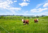 Investment Opportunity – 100Ha of Prime Land, 515 Kahikatea Flat Road, Waitoki, Auckland