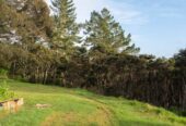 Two Dwellings & Newly Renovated, 6 bedrooms house on 4000m2 land, 116 The Avenue, Albany, Auckland