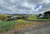 MORTGAGEE SALE, 2.2127ha lifestyle land, sea views, currently used for growing vegetables, 1755 South Head Road, South Head, Auckland