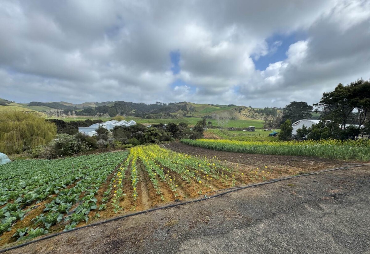 MORTGAGEE SALE, 2.2127ha lifestyle land, sea views, currently used for growing vegetables, 1755 South Head Road, South Head, Auckland