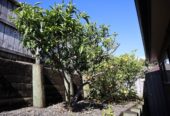 For rent, 4 beds 2 baths house with double garage, available now, 5 Mandival Avenue, Flat Bush, Auckland