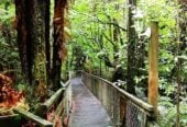 Once in 20 years, Large tourism park, land area 72.9075 ha, total floor area 790m2, was major bus tour stop before, not open to the public since 2011, (Current council rate is $1718.86/a only), There are heavily tourism investment, Current CV $1.337 million might not reflect these. had 6 RC consent before, including further development of 16- unit backpacker and 12 units motel, licensed restaurants, new tearoom. Also had seven issued building consent or permit including the backpack accommodations. easily accessed from two major State Highway 1(app 10 mins drive) and SH10 (app 20mins drive) with good, sealed road. And less than 15 minutes’ drive to the major Kaitaia town center. 12 Beckham Road, Kaitaia