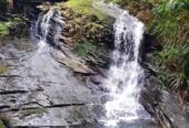 Once in 20 years, Large tourism park, land area 72.9075 ha, total floor area 790m2, was major bus tour stop before, not open to the public since 2011, (Current council rate is $1718.86/a only), There are heavily tourism investment, Current CV $1.337 million might not reflect these. had 6 RC consent before, including further development of 16- unit backpacker and 12 units motel, licensed restaurants, new tearoom. Also had seven issued building consent or permit including the backpack accommodations. easily accessed from two major State Highway 1(app 10 mins drive) and SH10 (app 20mins drive) with good, sealed road. And less than 15 minutes’ drive to the major Kaitaia town center. 12 Beckham Road, Kaitaia