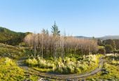 200 hectare (more or less) landholding on 6 separate titles Land Holding In Warkworth, Concept plan for 24 lots lifestyle blocks subdivision plan on the northern part of land (133.9047ha), Approx 70 hectares remains with 15 yrs radius pine & various excellent building sites, 1033-1149 Woodcocks Road, Warkworth, Auckland