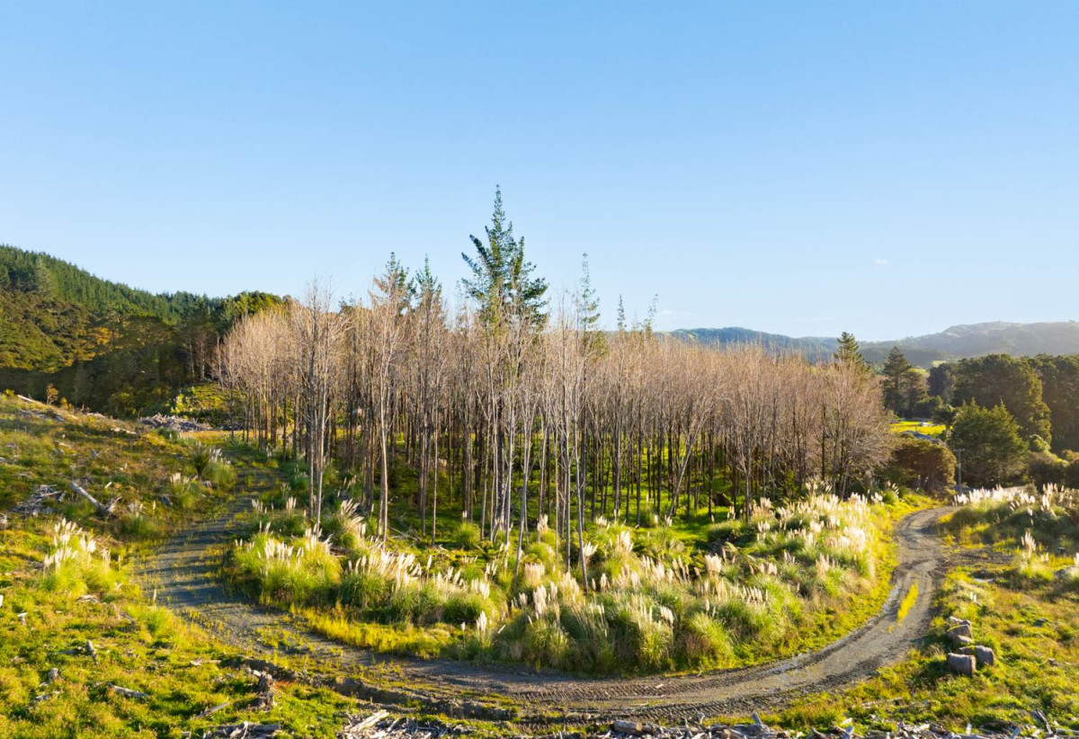 200 hectare (more or less) landholding on 6 separate titles Land Holding In Warkworth, Concept plan for 24 lots lifestyle blocks subdivision plan on the northern part of land (133.9047ha), Approx 70 hectares remains with 15 yrs radius pine & various excellent building sites, 1033-1149 Woodcocks Road, Warkworth, Auckland
