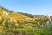 200 hectare (more or less) landholding on 6 separate titles Land Holding In Warkworth, Concept plan for 24 lots lifestyle blocks subdivision plan on the northern part of land (133.9047ha), Approx 70 hectares remains with 15 yrs radius pine & various excellent building sites, 1033-1149 Woodcocks Road, Warkworth, Auckland