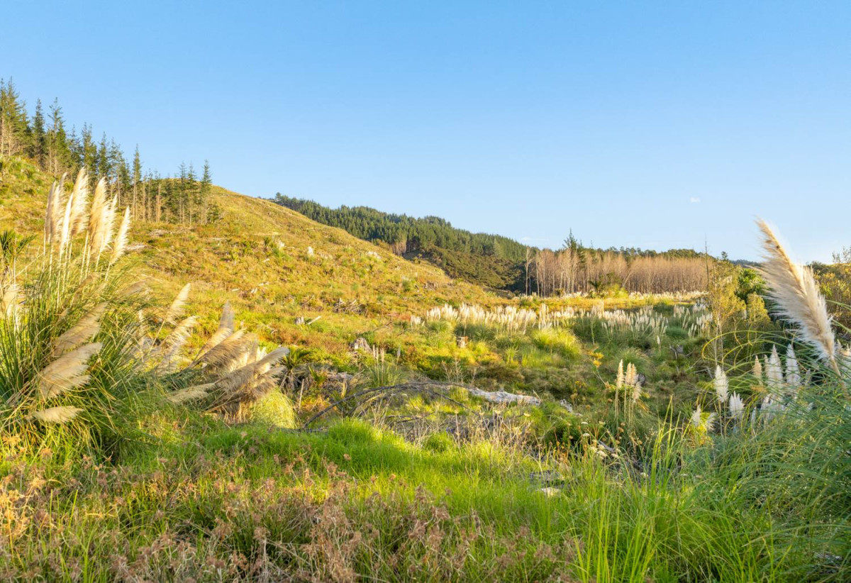200 hectare (more or less) landholding on 6 separate titles Land Holding In Warkworth, Concept plan for 24 lots lifestyle blocks subdivision plan on the northern part of land (133.9047ha), Approx 70 hectares remains with 15 yrs radius pine & various excellent building sites, 1033-1149 Woodcocks Road, Warkworth, Auckland
