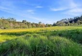 This spectacular north-facing, sunny 2.0552-hectare Lifestyle Section – Your Dream Home Await, 65 Haigh Access Road, Dairy Flat, Auckland